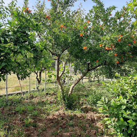Rexhos Himarë